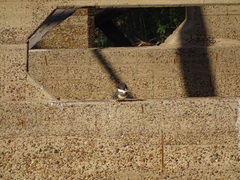 Megaceryle torquata