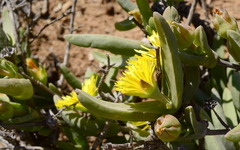 Mitrophyllum dissitum