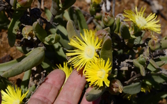 Mitrophyllum dissitum
