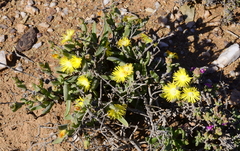 Mitrophyllum dissitum