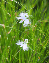 Pecteilis radiata