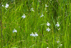 Pecteilis radiata