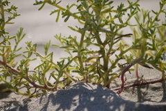 Salsola kali