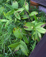 Veratrum stamineum micranthum