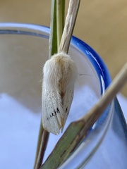 Phiala