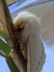 Phiala