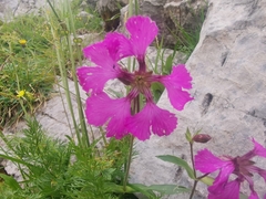 Silene elisabethae