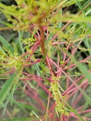 Amaranthus cannabinus