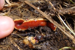 Arthurdendyus testaceus