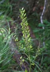 Veratrum stamineum micranthum