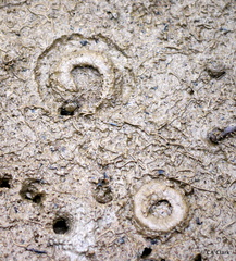 Amphibola crenata