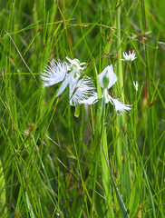 Pecteilis radiata