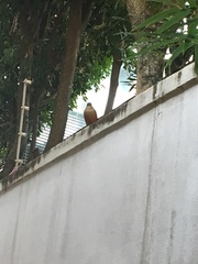 Turdus rufiventris