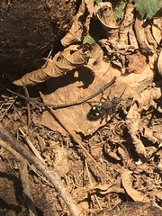 Dolichomutilla sycorax