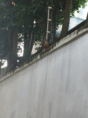 Turdus rufiventris