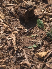 Dolichomutilla sycorax