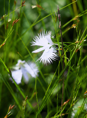 Pecteilis radiata