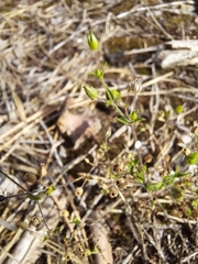 Arenaria leptoclados