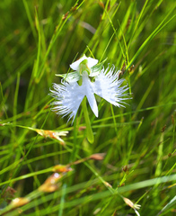 Pecteilis radiata