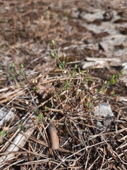Arenaria leptoclados