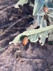 Leptinotarsa rubiginosa