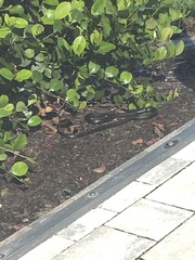 Coluber constrictor priapus image