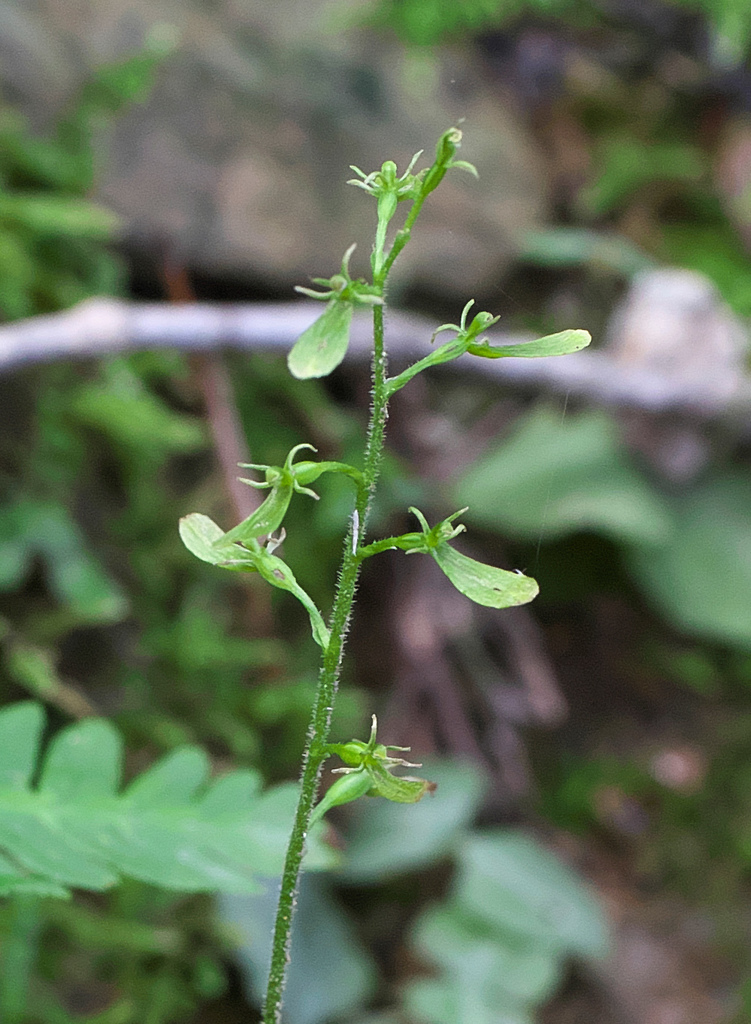 Neottia makinoana