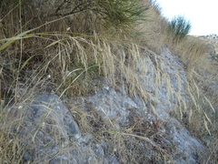 Oloptum miliaceum