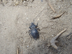 Tentyria grossa grossa