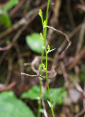 Platanthera florentii