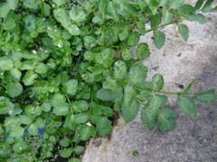 Magnoliopsida