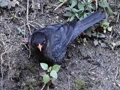 Turdus simillimus