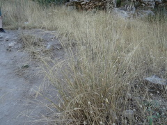 Oloptum miliaceum