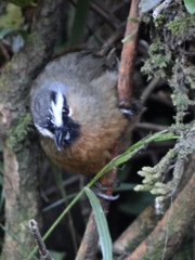 Montecincla cachinnans