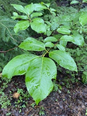 Viburnum cassinoides image