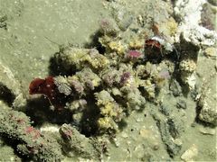 Camposcia retusa