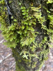 Neckera pennata image