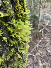 Neckera pennata image