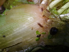 Asellidae
