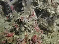 Congrogadus subducens