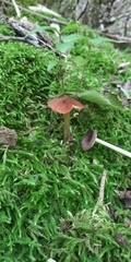 Hygrocybe