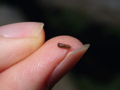 Asellidae