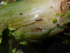 Asellidae