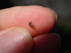 Asellidae