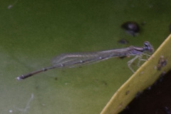 Enallagma vesperum