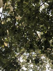 Platanus occidentalis