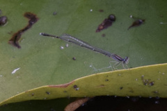Enallagma vesperum