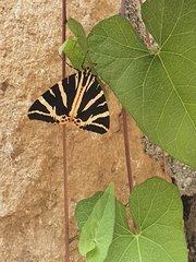 Euplagia quadripunctaria