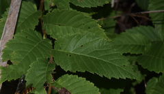Agromyza aristata
