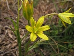 Gagea nevadensis